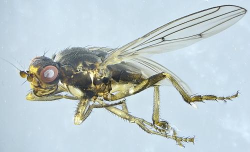Copromyza equina